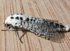 Leopard Moth